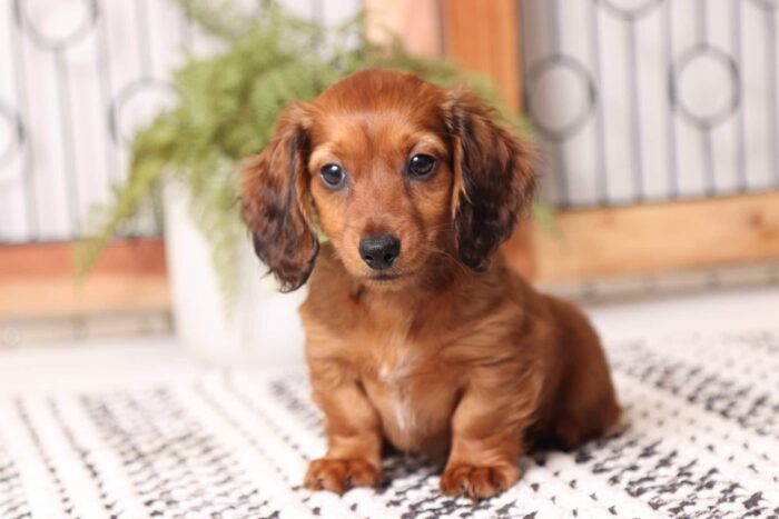 Ellie - Sweet Red Long Hair ACA Female Mini Dachshund Puppy