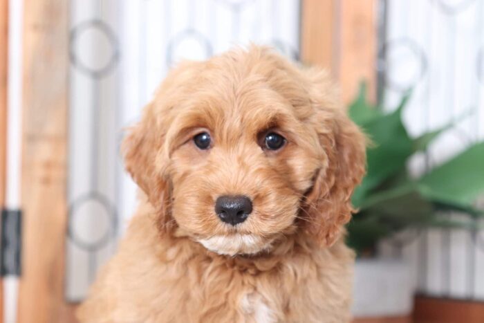 Ellie - Adorable Female Mini Goldendoodle Puppy - Image 2