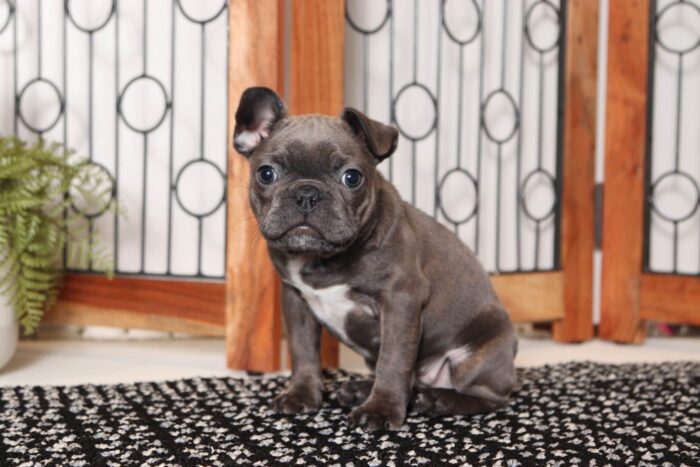 Ellie- Beautiful Female Blue/White Frenchton Puppy - Image 2