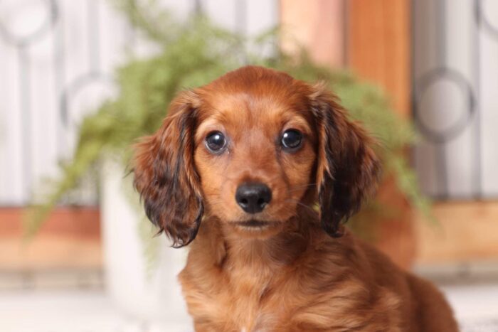 Ellie - Sweet Red Long Hair ACA Female Mini Dachshund Puppy - Image 2