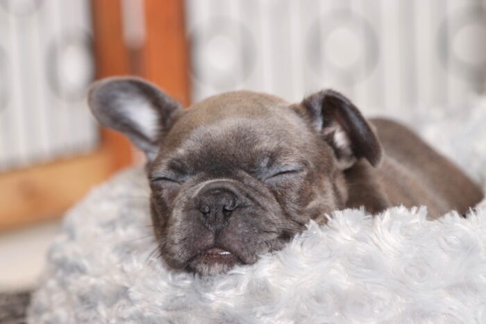 Ellie- Beautiful Female Blue/White Frenchton Puppy - Image 5