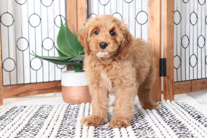 Ellie - Adorable Female Mini Goldendoodle Puppy - Image 4