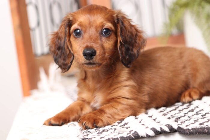 Ellie - Sweet Red Long Hair ACA Female Mini Dachshund Puppy - Image 4