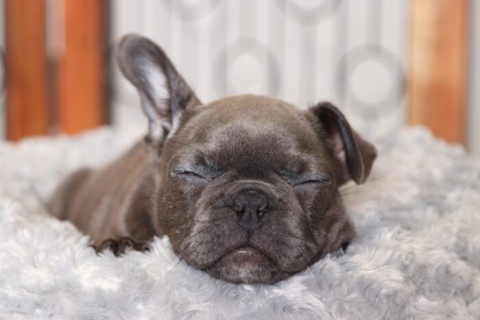 Ellie- Beautiful Female Blue/White Frenchton Puppy - Image 4