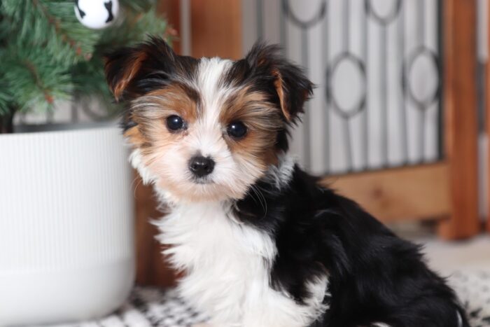 Elliot -  Tiny Little CKCTeacup Parti Male Yorkie - Image 2