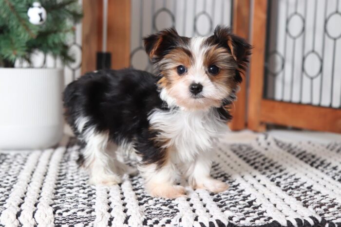 Elliot -  Tiny Little CKCTeacup Parti Male Yorkie - Image 3