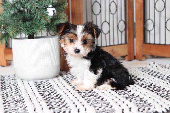 Elliot -  Tiny Little CKCTeacup Parti Male Yorkie - Image 4