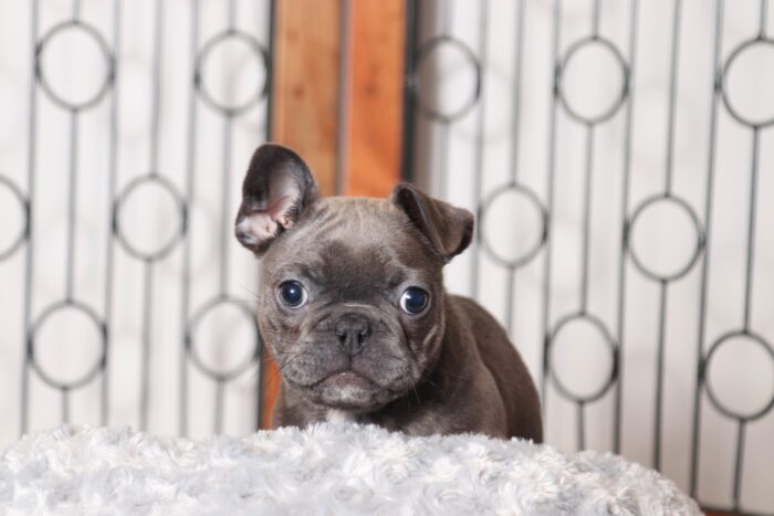 Ellie- Beautiful Female Blue/White Frenchton Puppy - Image 3