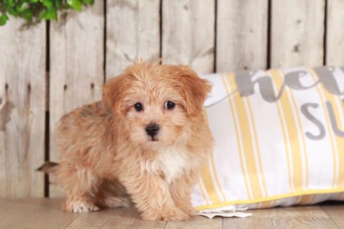 Elmer - Loving YoChon Puppy