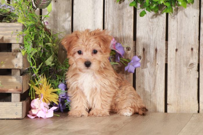 Elmer - Loving YoChon Puppy - Image 4
