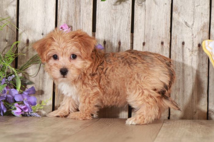 Elmer - Loving YoChon Puppy - Image 3