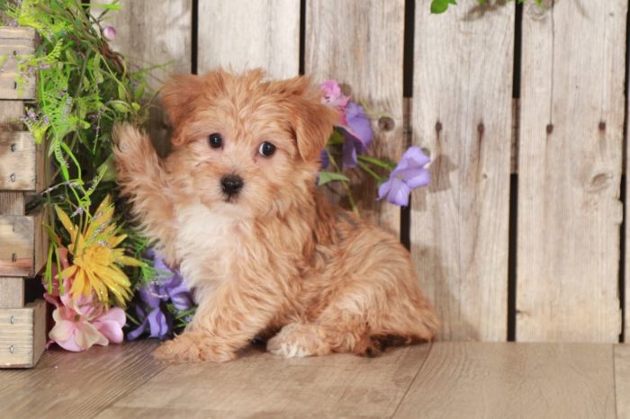 Elmer - Loving YoChon Puppy - Image 2