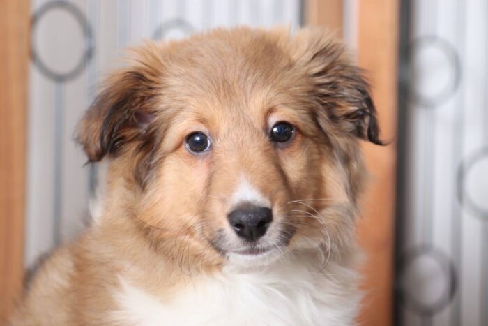 Eloise - Adorable Female AKC Sheltie Puppy - Image 2