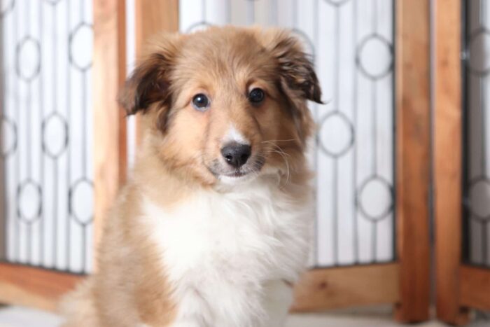 Eloise - Adorable Female AKC Sheltie Puppy - Image 3
