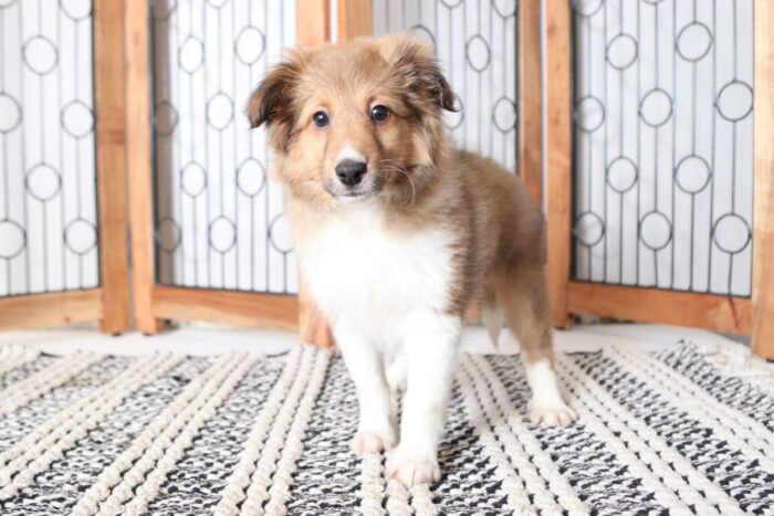 Eloise - Adorable Female AKC Sheltie Puppy - Image 4