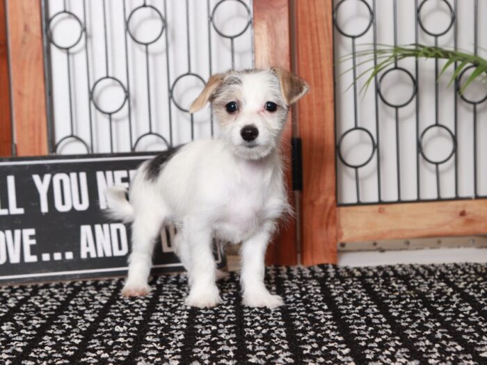 Elsie - Cuddly Little Parti Female Morkie Puppy