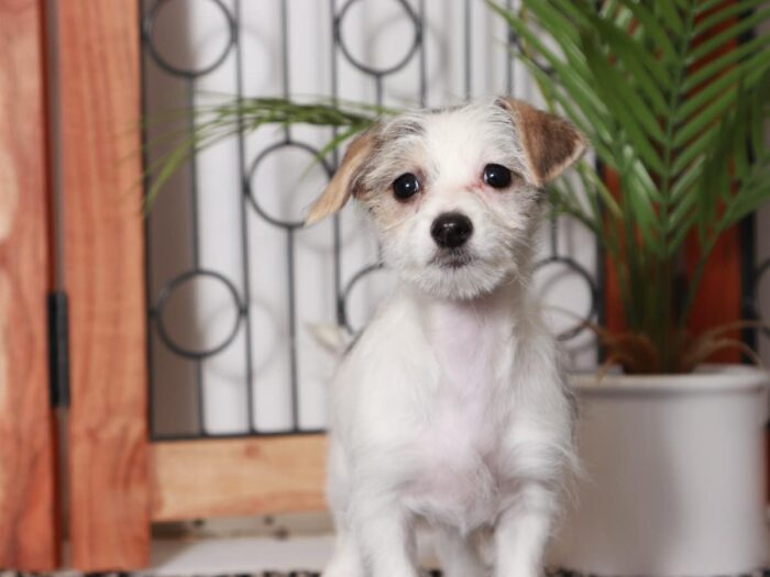 Elsie - Cuddly Little Parti Female Morkie Puppy - Image 4