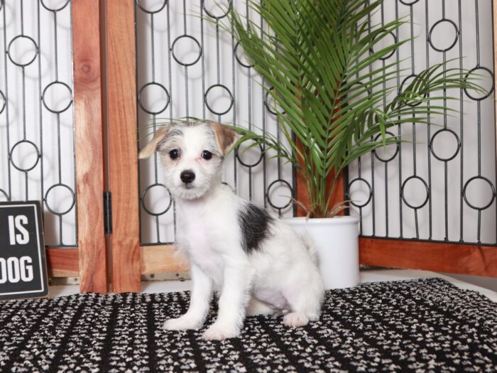 Elsie - Cuddly Little Parti Female Morkie Puppy - Image 3