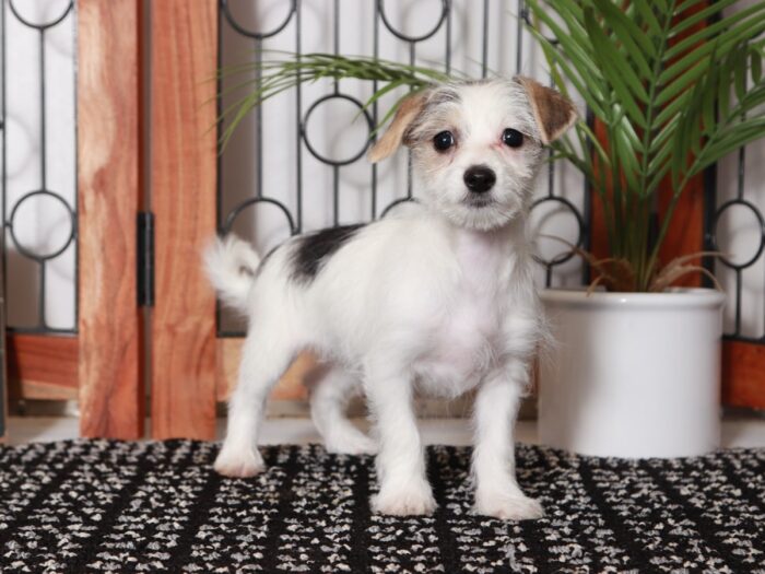 Elsie - Cuddly Little Parti Female Morkie Puppy - Image 2