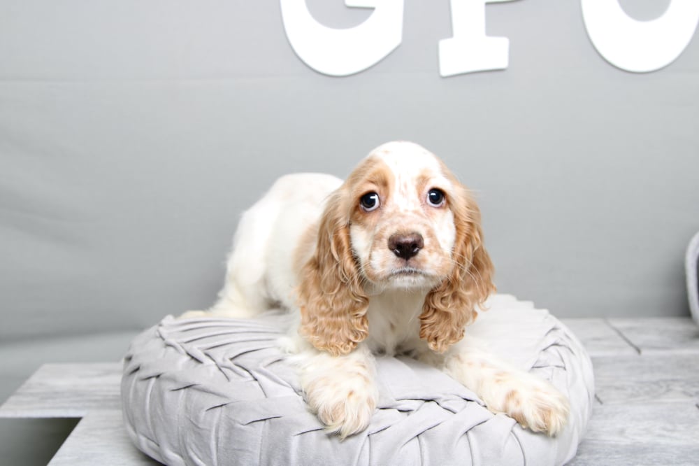 Elya- Pampered Female ACA Cocker Spaniel