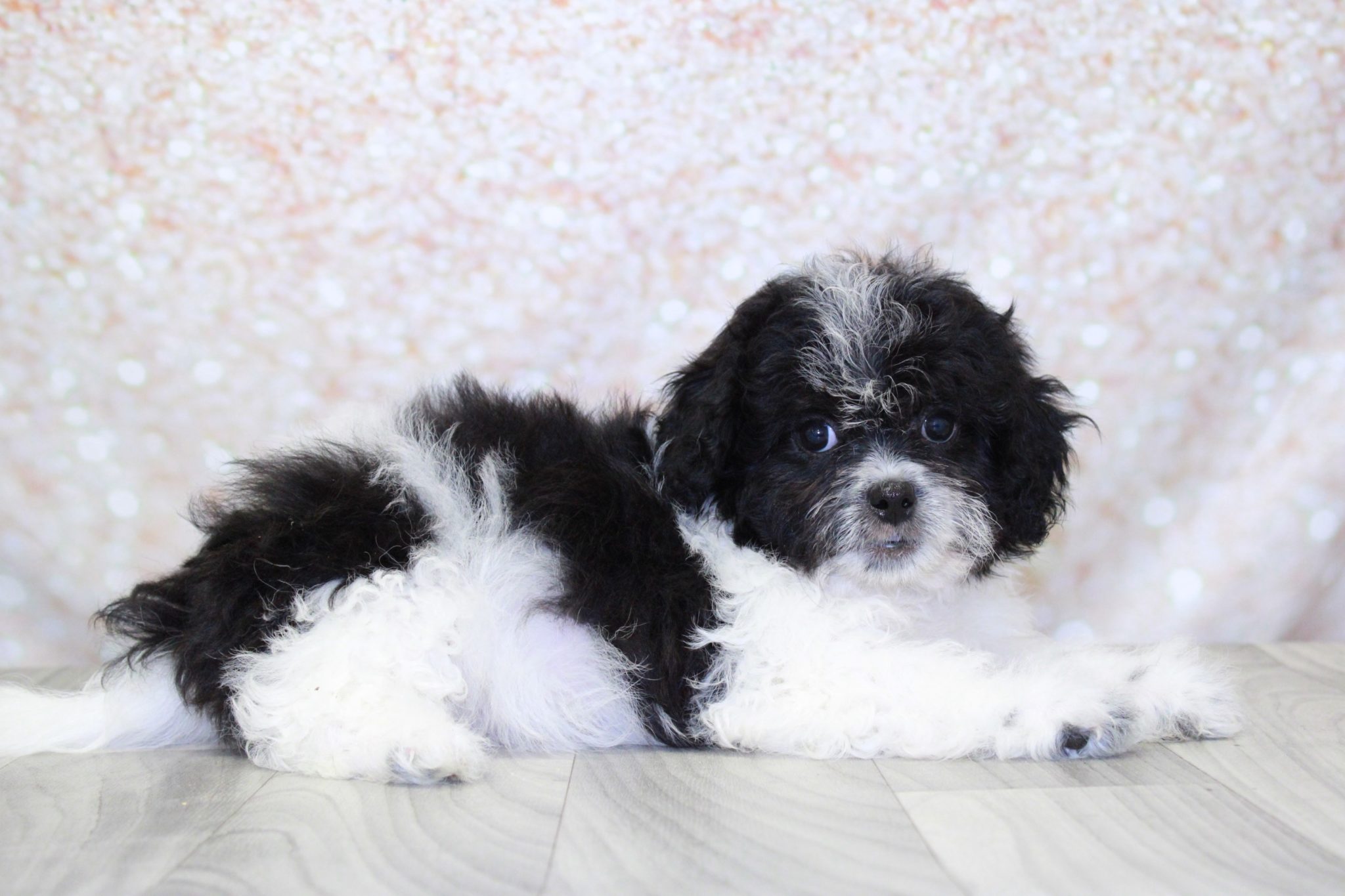 Ember- Cutest Female Teddy Bear Puppy