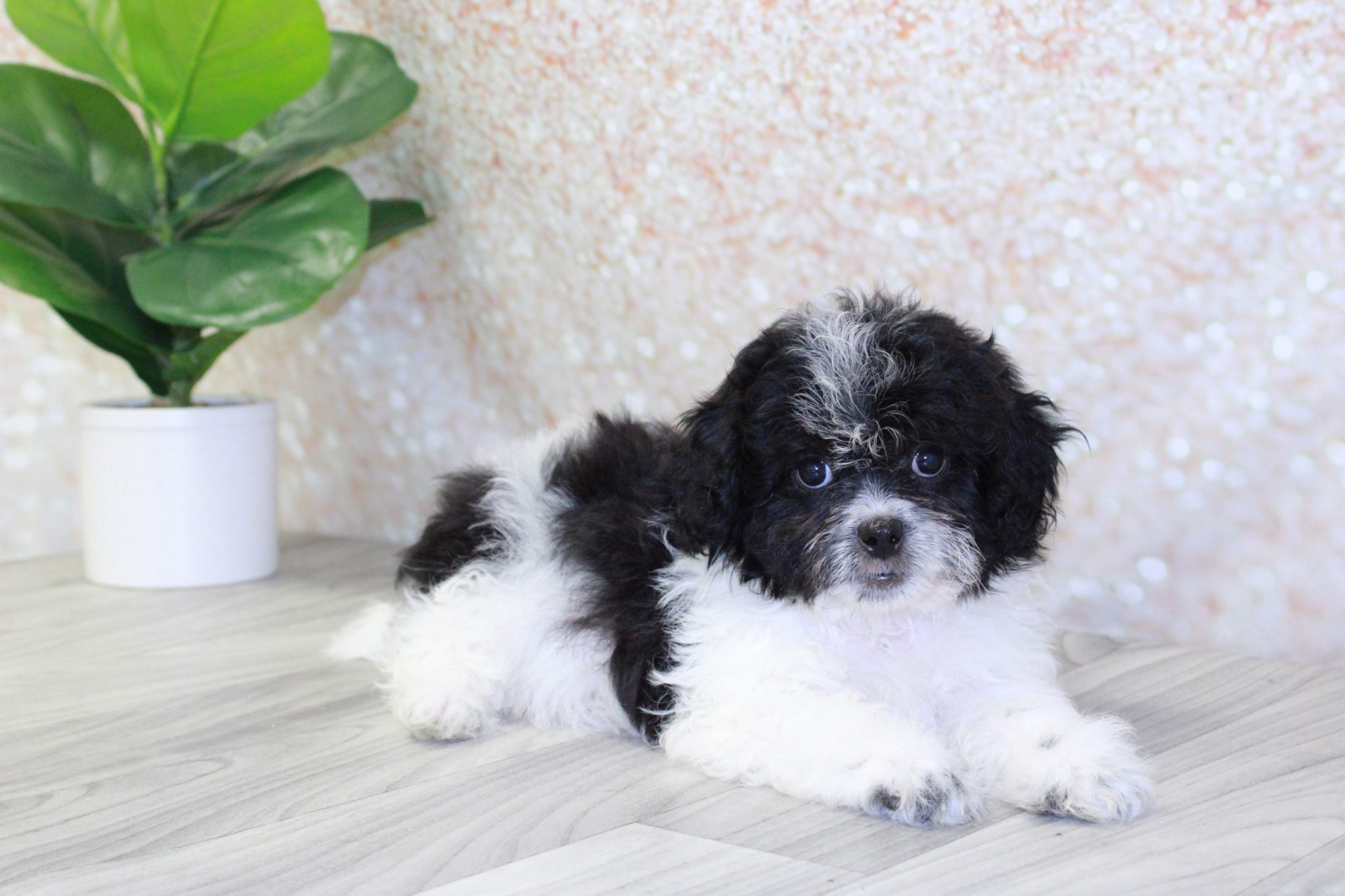 Ember- Cutest Female Teddy Bear Puppy - Image 2