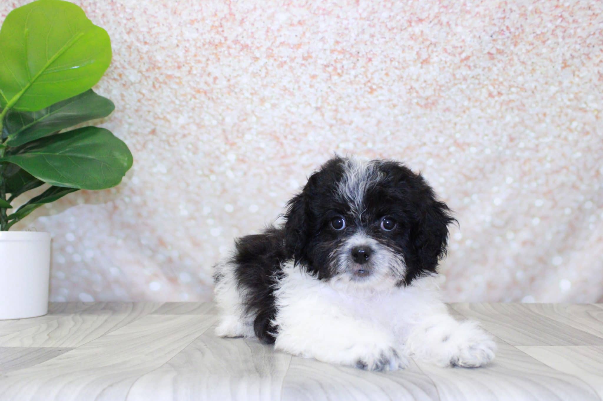 Ember- Cutest Female Teddy Bear Puppy - Image 3