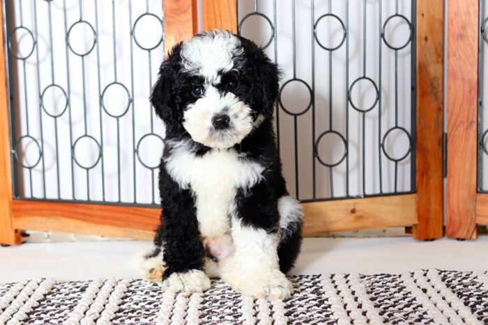 Emerson - Wonderful Male F1B Mini Sheepadoodle