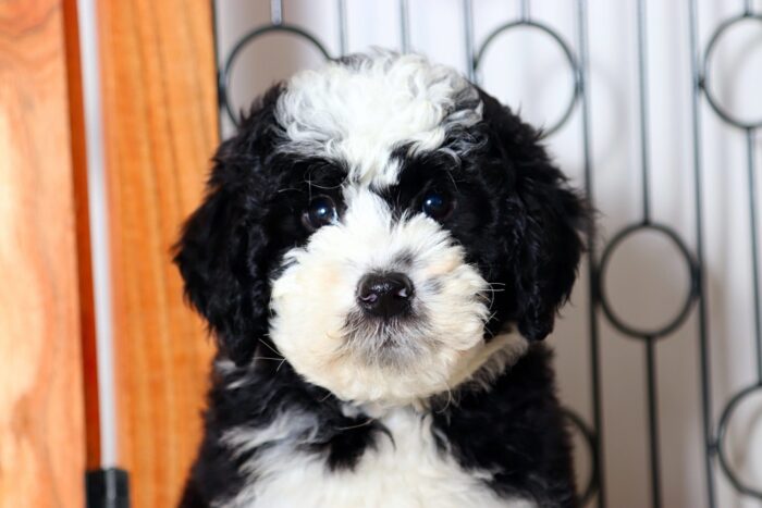 Emerson - Wonderful Male F1B Mini Sheepadoodle - Image 2