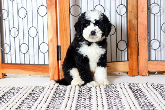 Emerson - Wonderful Male F1B Mini Sheepadoodle - Image 3