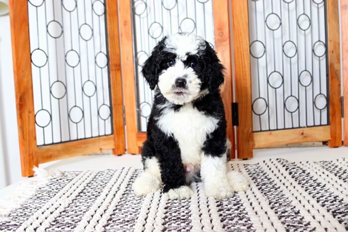 Emerson - Wonderful Male F1B Mini Sheepadoodle - Image 4