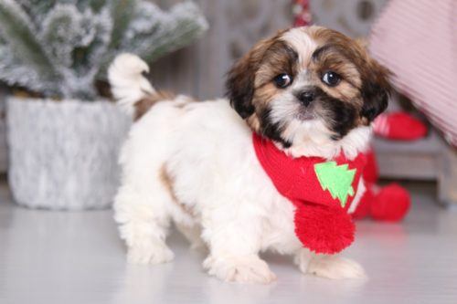 Shih Tzu