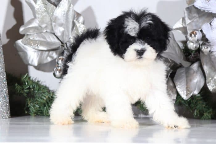 Emmett- a wonderful Shih Poo - Image 2