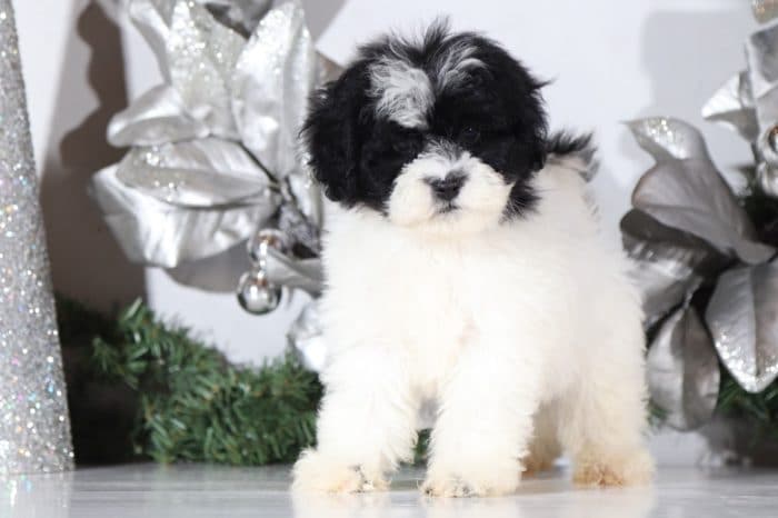 Emmett- a wonderful Shih Poo - Image 3
