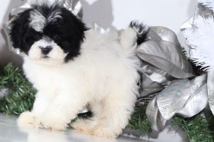 Emmett- a wonderful Shih Poo - Image 4