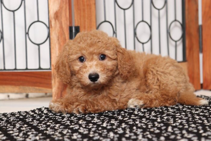 Enya- Amazing Little Female Poochon Puppy
