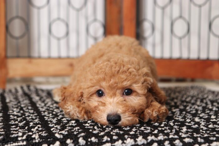 Enya- Amazing Little Female Poochon Puppy - Image 2