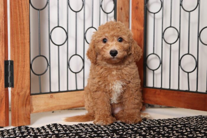 Enya- Amazing Little Female Poochon Puppy - Image 3