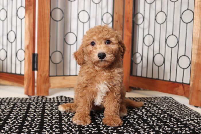 Enya- Amazing Little Female Poochon Puppy - Image 4
