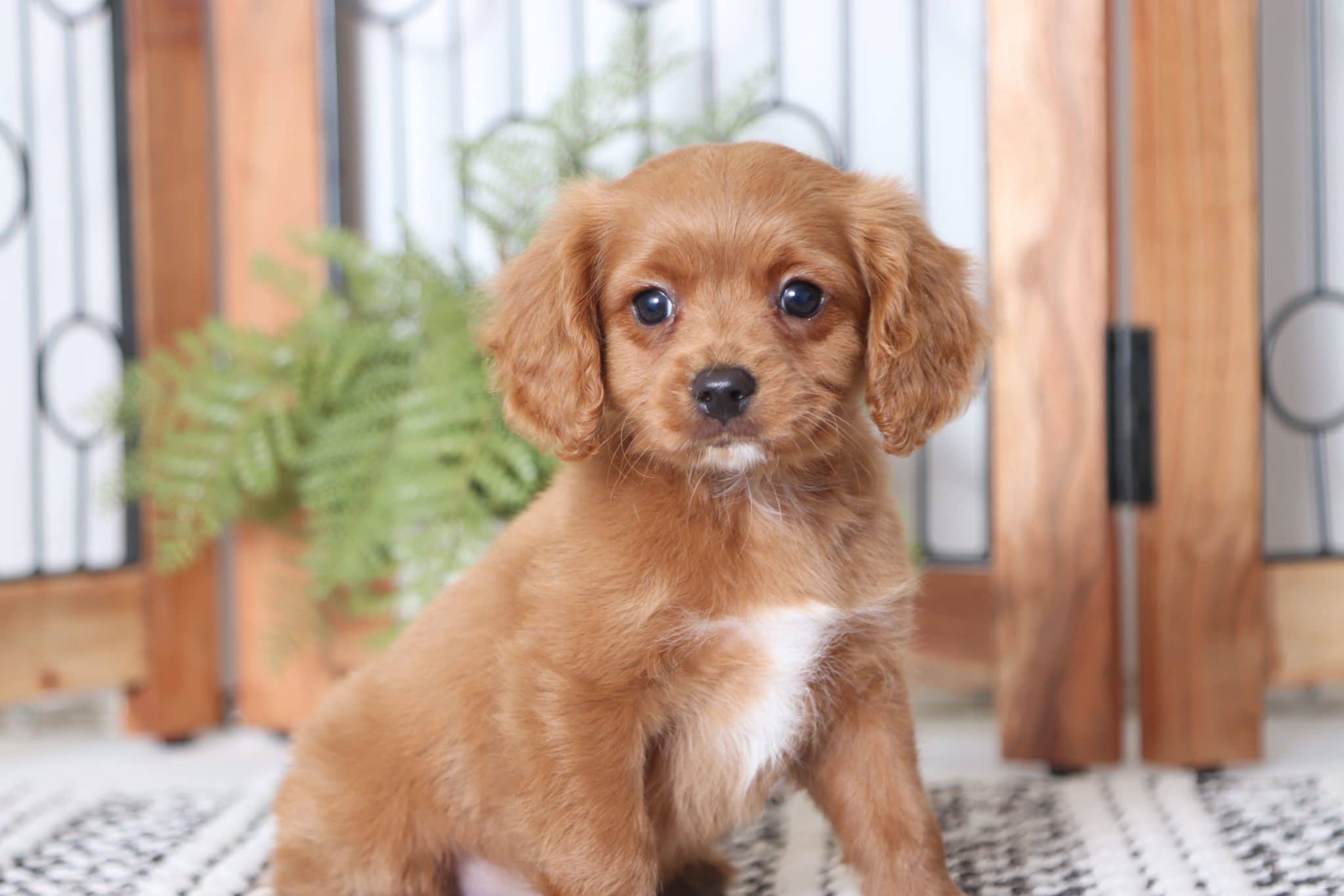 Enzo - Sweet Red Male Cavapoo Puppy
