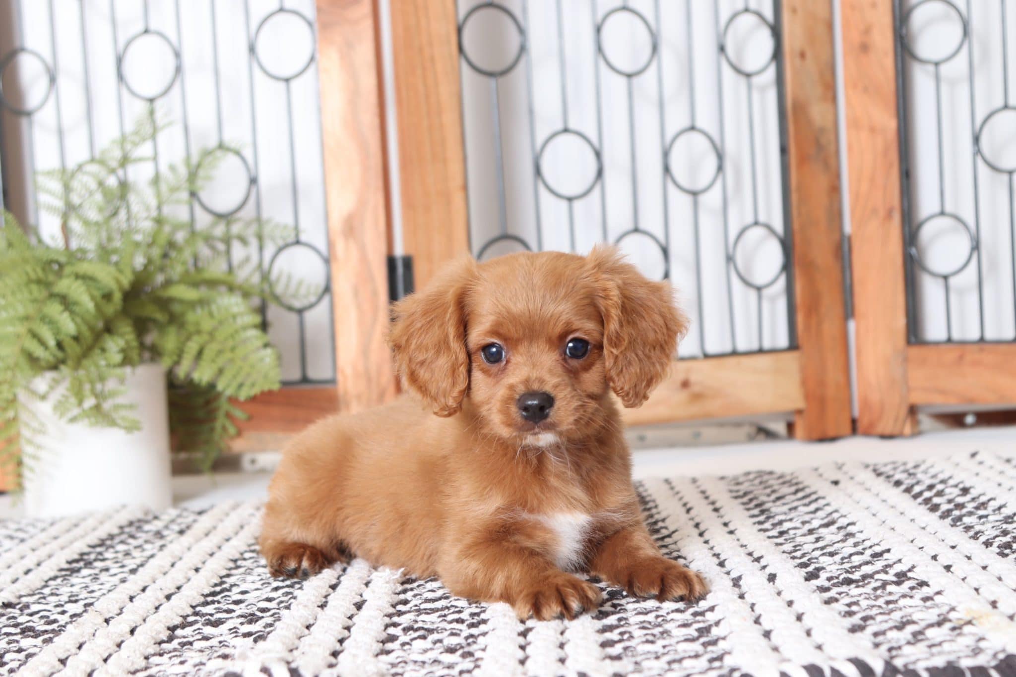 Enzo - Sweet Red Male Cavapoo Puppy - Image 2