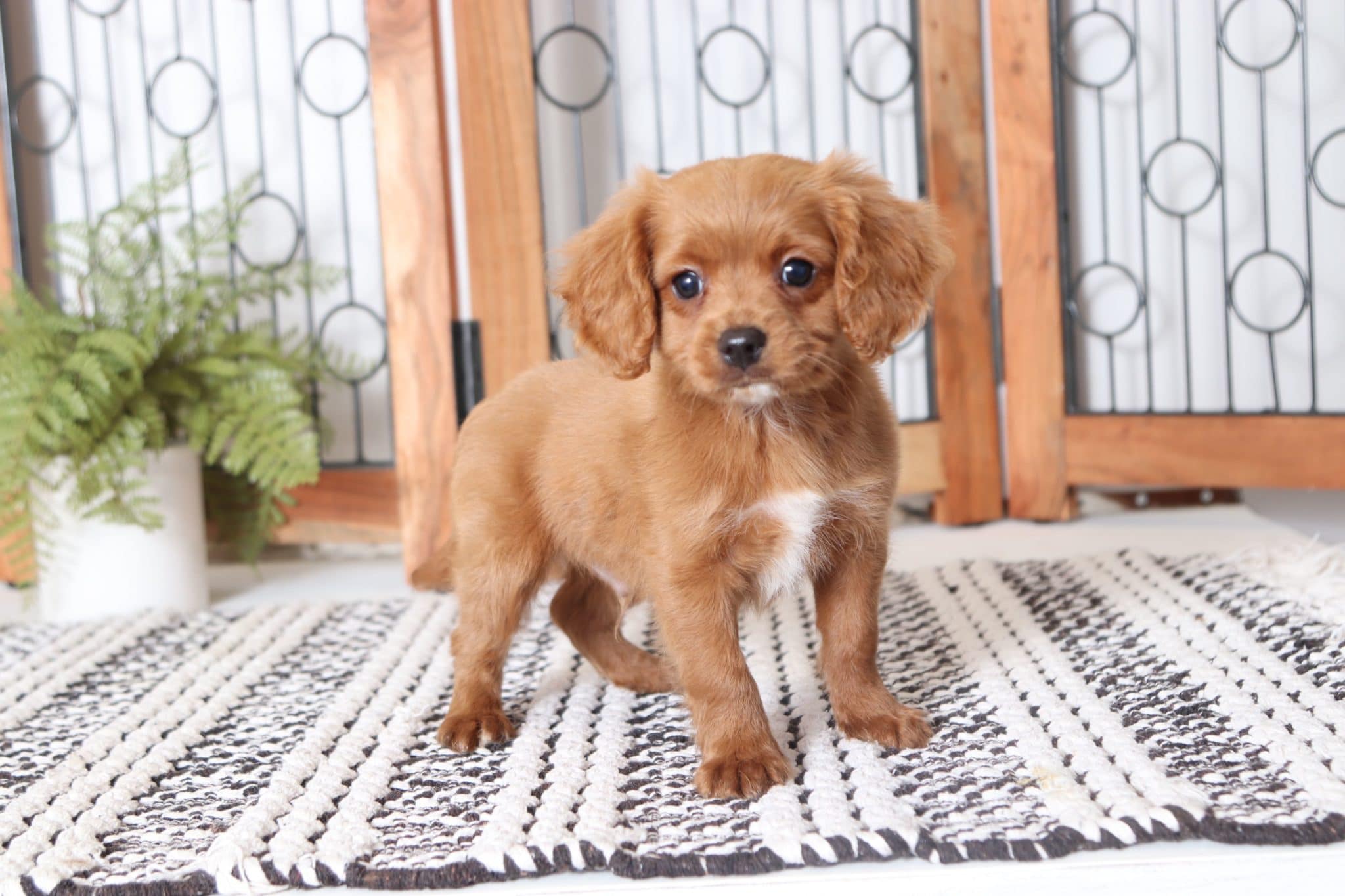 Enzo - Sweet Red Male Cavapoo Puppy - Image 3