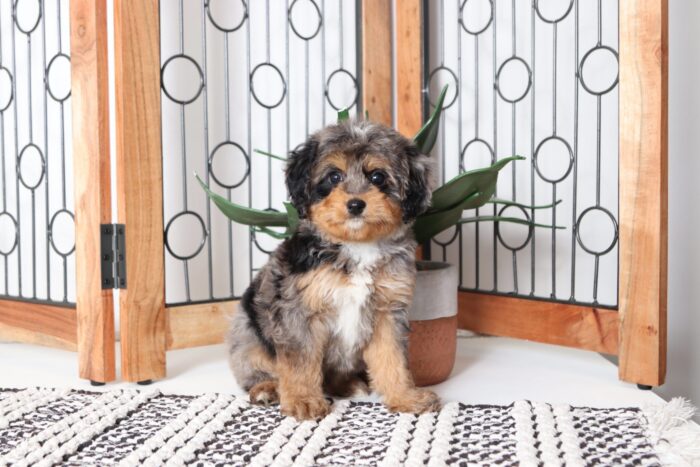 Epic - Great Tri Merle Mini Aussie Poo Puppy