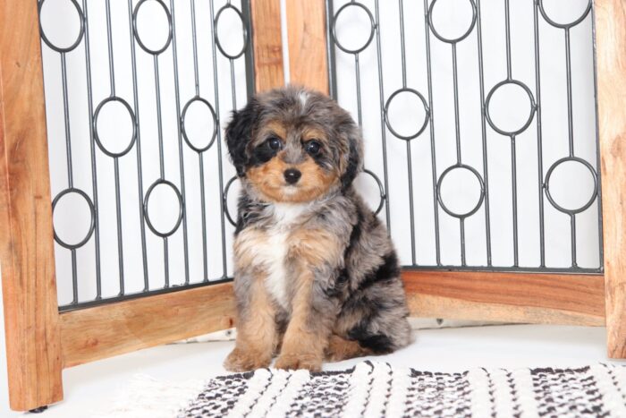 Epic - Great Tri Merle Mini Aussie Poo Puppy - Image 4