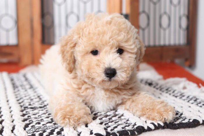 Eric - Sweetest Little Male Yorkie-Poo Puppy - Image 2