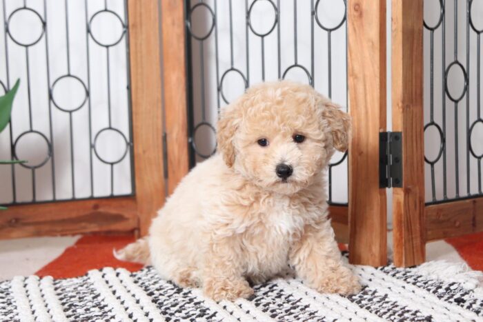 Eric - Sweetest Little Male Yorkie-Poo Puppy - Image 3