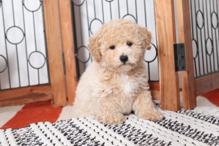 Eric - Sweetest Little Male Yorkie-Poo Puppy - Image 4