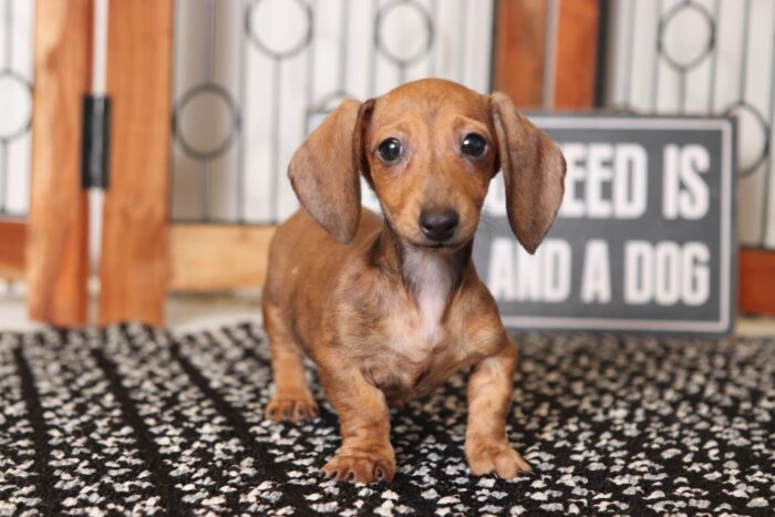 Erika- Precious Little Female ACA Dachshund Puppy - Image 3