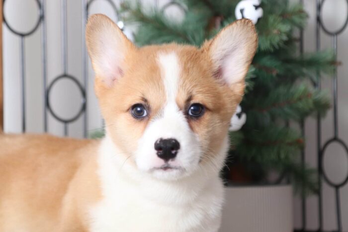 Ernie - Perfect Little Male AKC Corgi Puppy