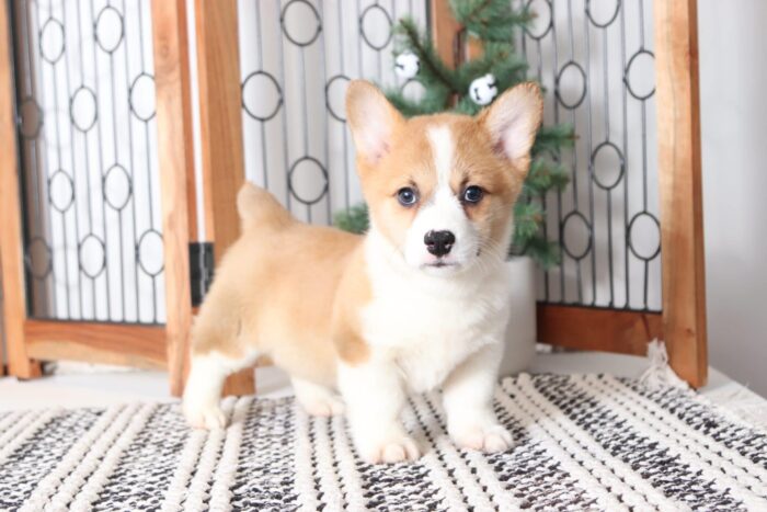 Ernie - Perfect Little Male AKC Corgi Puppy - Image 2